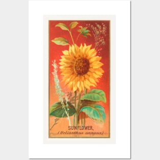 Sunflower (Helianthus annuus) Posters and Art